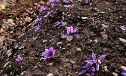 Siirt'te safran üretiminde ilk başarılı uygulama gerçekleştirildi