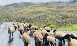 Şırnak’ta 1 milyonun üzerinde küçükbaş, yaylalardan ovalara iniyor