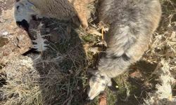 Sürüden ayrılan koyunları kurt kaptı