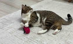 Uzmandan evcil hayvanlarda aşı uyarısı