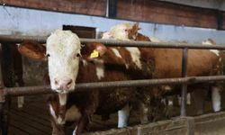 Yüzde 60 hibe aldığı destekle 300 hayvanlık çiftlik kurdu