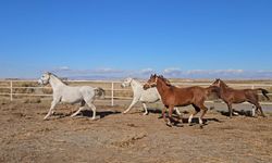 Malatya’daki safkan atlara vize çıkarılacak