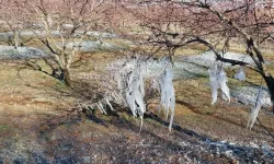 Kayısıda don ve kuraklığa karşı yeni destek