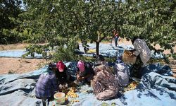 Malatya Tarımında Kritik Gelişme! Ankara’da Neler Konuşuldu?