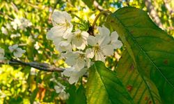 Malatya’nın O İlçesinde Kaybolan Kiraz Ağacı!