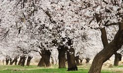 Malatya Kayısısında Sevindiren Gelişme