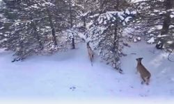 Malatya’da Karla Kaplı Dağlarda Dağ Keçileri Drone İle Görüntülendi