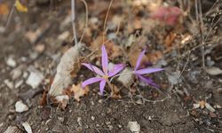 Antalya'daki 5 antik kentin endemik bitkileri ziyaretçilere tanıtılıyor