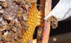 Çocuklarda propolis tüketiminin büyüme ve gelişime etkileri araştırıldı