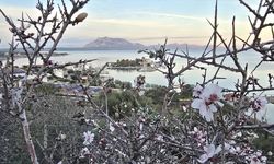 Datça'da badem ağaçları çiçek açtı