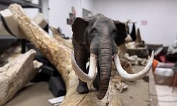 Kayseri'de bulunan dev hayvan fosillerinin minyatürleri yapılıyor
