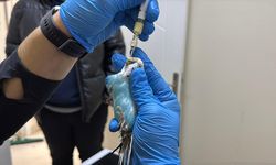 Kuşlara duyduğu sevgiyle 'kuş hekimi' oldu