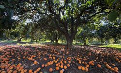 Narenciyenin gen merkezindeki 'Turunç Yolu' görsel şölen sunuyor