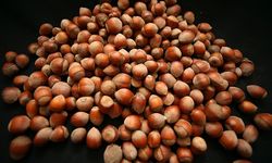 Türk fındığı 2025'te 122 ülkede alıcı buldu