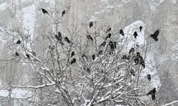 Türkiye’de Aynı Ayda Eksi 25 ile Artı 25 Derece!