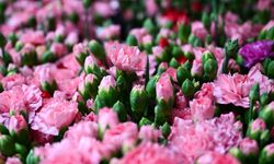 Türkiye'den 2025'te 83 ülkeye çiçek ihracatı yapıldı