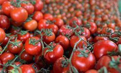 Türkiye'den geçen yıl 401 milyon dolarlık domates ihraç edildi