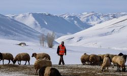 Van'da besiciler zorlu kış şartlarında hayvanlarının bakımını yapıyor