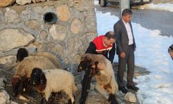 35 Koyunu Telef Olan Üreticiye Valilik Sahip Çıktı