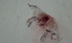 Aç Kurtlar Köylüleri Tedirgin Etti! Sivas’ta Gece Baskını