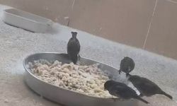 Adıyamanlılar sokak hayvanlarını unutmadı