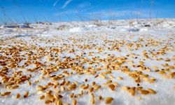 Darende Belediyesi’nden Yaban Hayatı İçin Örnek Davranış