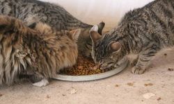 Diyarbakır'da hayvanların sessiz kahramanı