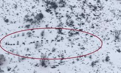 Diyarbakır'da sürü halinde gezen domuzlar görüntülendi