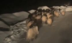 Domuz sürüsü köye indi