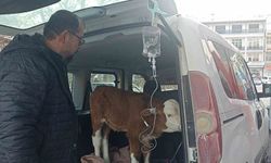Dumandan zehirlenen 6 günlük buzağıya bagajda acil müdahale