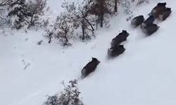 Elazığ'da domuz sürüsü dron ile görüntülendi
