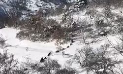 Elazığ'da domuz sürüsü görüldü