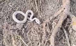 Elazığ'da kış uykusuna yatmayan yılan kameralara yansıdı