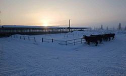En büyük hayvan pazarı ağır kış şartları nedeniyle kapatıldı