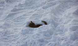 Eski kışlar geri geldi, Kızılırmak'ın yüzeyi kısmen dondu