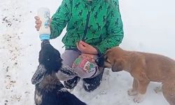 Fırtınada kaybolan kuzu 3 gün sonra sağ bulundu