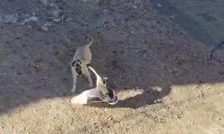 Gercüş'te köpek ile kazın kavgası kameraya yansıdı