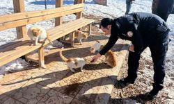 Gölbaşı ilçesinde polisler sokak hayvanları için mama bıraktı
