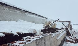 Kar nedeni ile ahırın çatısı çöktü, 11 hayvan telef oldu