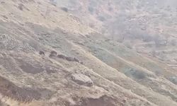 Kış Şartları Domuzları İlçeye İndirdi! Çermik’te O Anlar Kamerada