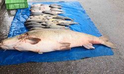 Murat Nehri'nden 52 Kiloluk Dev Turna Balığı Çıktı