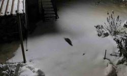 Nadir Görülen Kaya Sansarı Yiyecek Ararken Görüntülendi