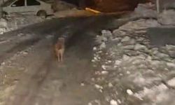 Sincik'te kurt köy merkezine indi