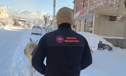 Şırnak'ta sokak hayvanları barınaklara toplandı