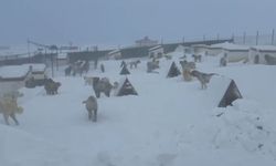 Sivas'ta Kangallarını beslemek için yola çıktı, çiftliğe vardığında gözlerine inanamadı