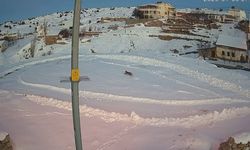 Sivas'ta vaşaklar ile kurtlar arasındaki kovalamaca kamerada