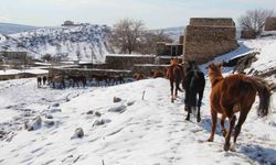Yılkı atları fotoğrafçıların gözdesi oldu