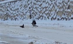 Malatya'da İlçe beyaza büründü, aç kalan kargalar sokaklara indi