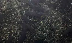 Arguvan’ın Kıbrıs Harekâtına katılan kutsal balıkları