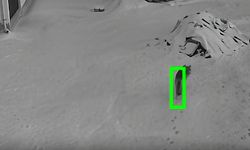 Malatya'da aç kalan kurt yerleşim alanına indi